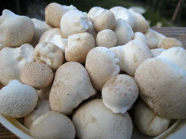 A Daily Diet of Puffballs and Leftover Bread